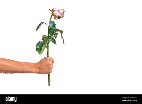 Hand With Withered Rose On White Background Disappointment Or Fail In