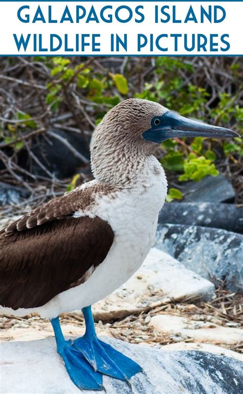 Blue Footed Booby Helping To Make Our Trip To The Galápagos Islands
