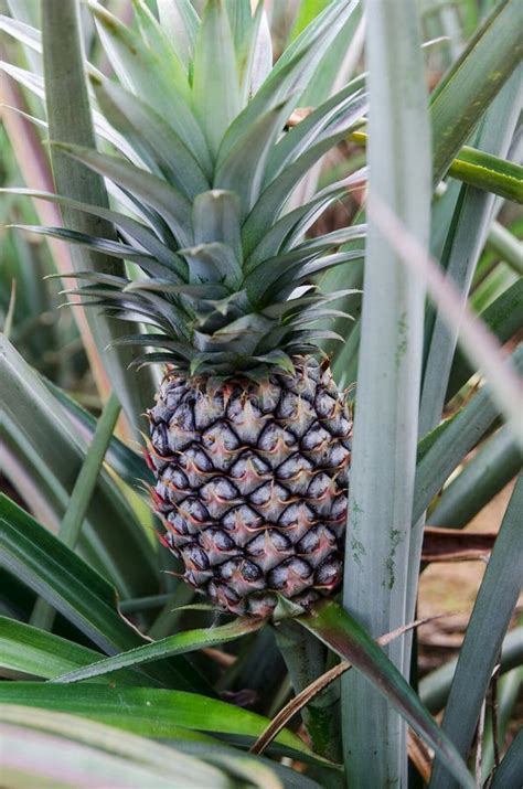 A Pineapple Plant At A Farm In Northern Thailand Stock Photo Image Of