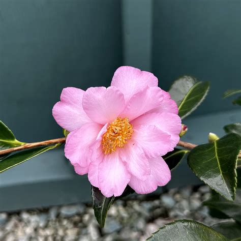 Camellia X ‘winters Fancy Piedmont Carolina Nursery