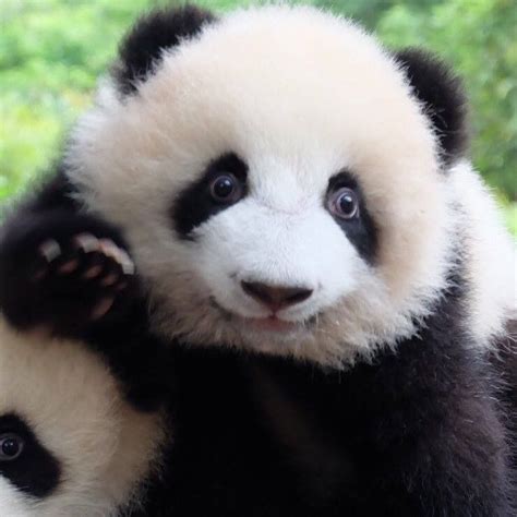 Pin By 陳刘洋 On Baby Panda Baby Panda Bears Panda Cute