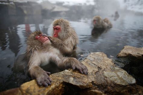 These Monkeys Are Having The Best Spa Day Ever Monkeys In Hot Springs