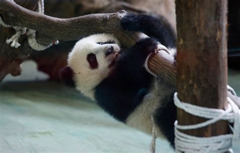 Six Month Old Panda Unveiled To Adoring Public