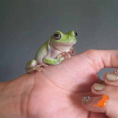 Jual Kodok Pesek Atau White Tree Frog Dumpy Frog Jinak Di Lapak Reptilx