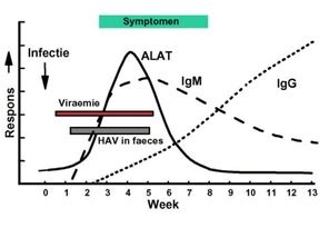Hepatitis b is an infectious disease caused by the hepatitis b virus (hbv) that affects the liver; Hepatitis A - Mmmig