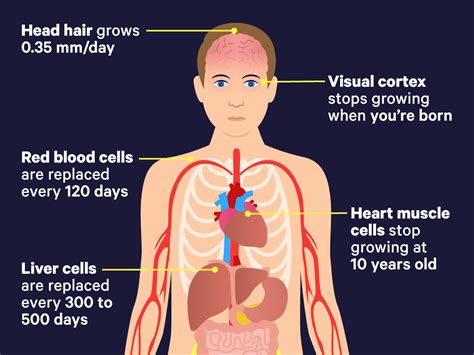 Look at the picture and study the words. Here's how often your body parts get replaced in your lifetime | Business Insider