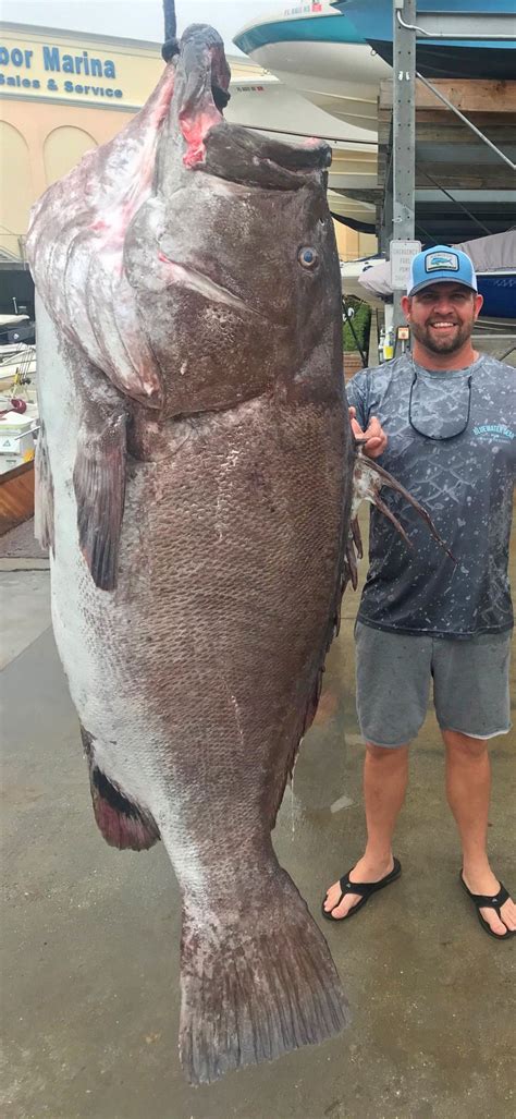 Fisherman Catches Massive 350 Pound Grouper Off Florida Coast Ktla