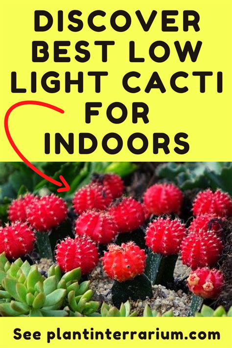 Best Low Light Cactus List For Indoors And Office With Pictures
