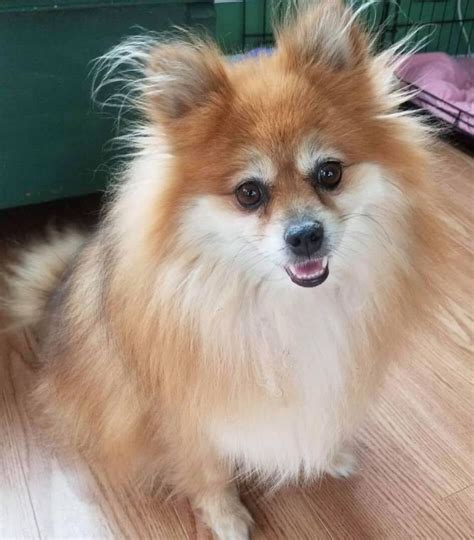 Adopt Foxy On Petfinder Homeless Pets Dog Adoption Pet Adoption