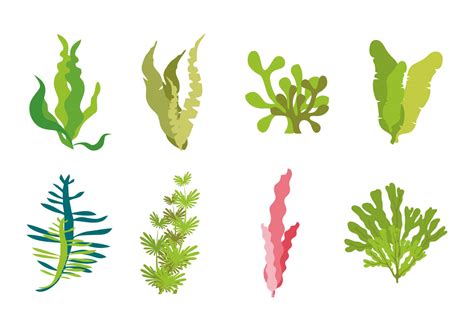 Seaweed Free Vector Art 13431 Free Downloads