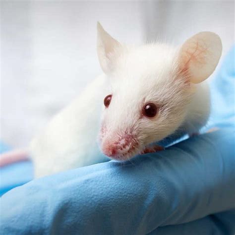 End Cruel And Unnecessary Animal Testing Now Take Action The