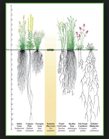 Native Grass Garden - Southwestern Indiana Master Gardener ...