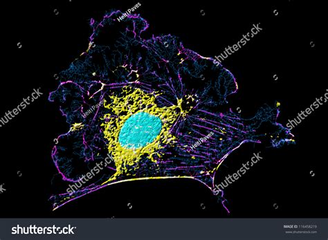 We did not find results for: Microfilaments, Mitochondria, And Nuclei In Fibroblast ...