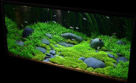 This plant can grow submerged or emersed in dry start aquariums and wabi kusa. stauragyne, riccia, hair grass | Diy fish tank, Aquarium ...