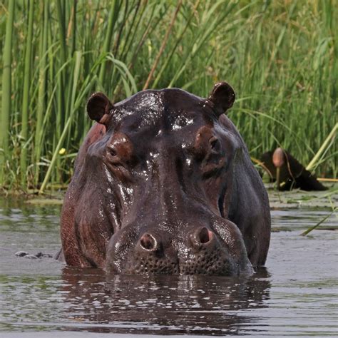 Hungry Learn About Hippopotamus Critter Squad Wildlife Defenders