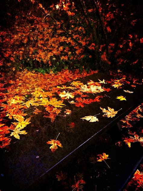 Autumn Trails Photograph By Leah Moore Fine Art America