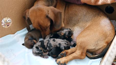 45 Newborn Miniature Dachshund Puppies L2sanpiero
