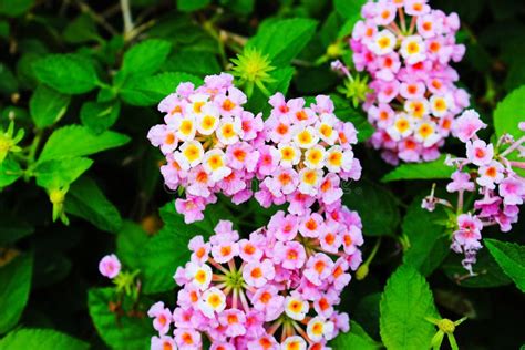 A Cluster Of Beautiful Pink White And Yellow Tiny Flowers Stock Photo