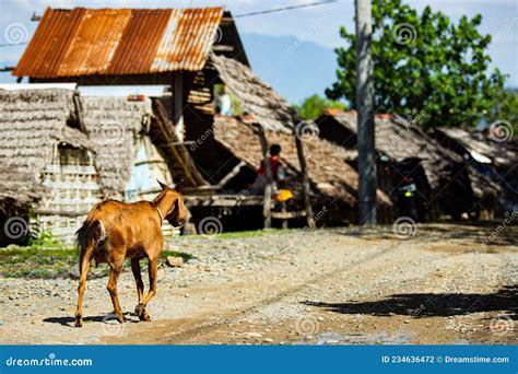 Goats Are Walking Along The Road Stock Photo Image Of Farm Road