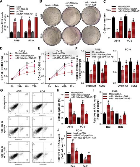 mir 130a 5p overexpression attenuates the oncogenic activity of download scientific diagram