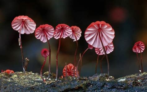 Beautiful Mushrooms Photography By Steve Axford With Images Stuffed