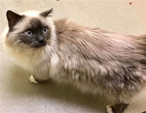 With Update Two 16 Year Old Birman Cats Relinquished To Shelter With Heartbreaking Note By
