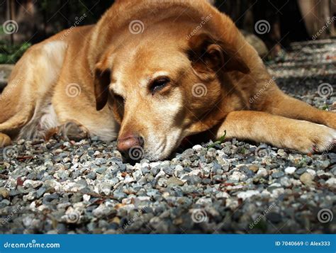 Tired Dog Stock Image Image Of Basking Golden Loyal 7040669