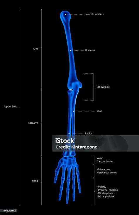 Infographic Diagram Voor Menselijk Skelet Bovenste Extremiteit Been