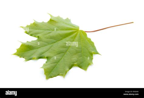Young Green Maple Tree Leaf Isolated On White Background Stock Photo