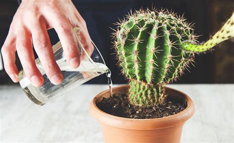 Easy Ways To Take Care Of Cactus Plants In Your Home Thegardengranny