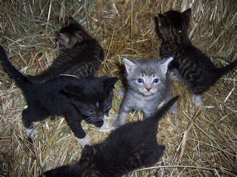 Omache Farm Barn Kittens