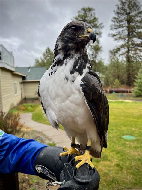 Spokanes Very Own Seattle Seahawk Meet Taima The Actual Hawk