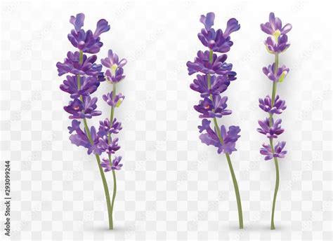 D Realistic Lavender Isolated On Transparent Background Beautiful