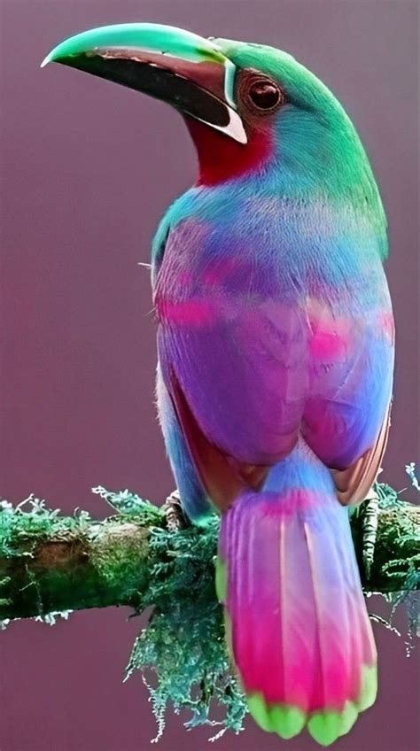 Most Beautiful Birds Pretty Birds Colorful Animals Colorful Birds