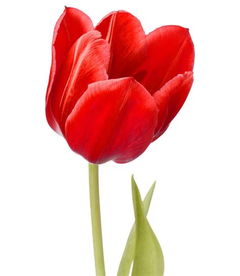 Cabeça De Flor De Tulipa Vermelha Isolada Em Fundo Branco Foto Premium