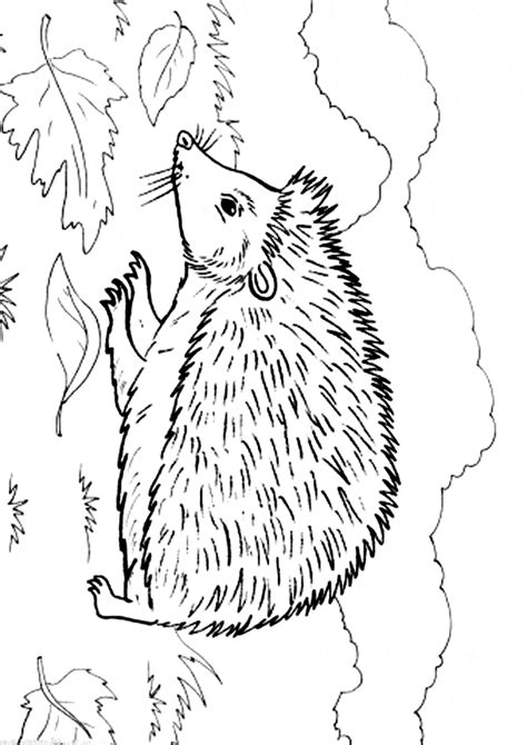 Hedgehog Coloring Page Animals Town Animal Color Sheets