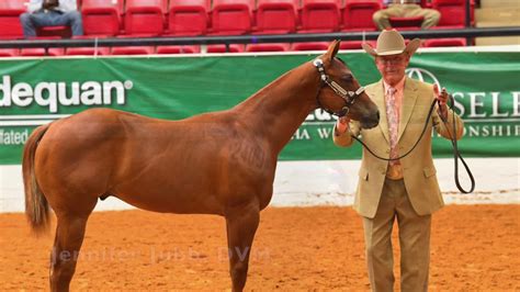 2019 Aqha Select Weanling Colts Youtube
