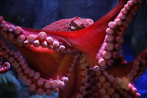 Monterey Aquarium On Twitter Giant Pacific Octopus Octopus Monterey