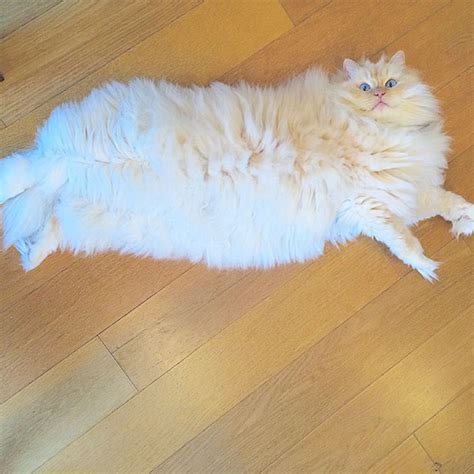 This Cats Majestic Fluff Makes It Look Like A Cloud Bored Panda