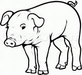 Pig Drawing Draw Step Pot Belly Realistic Clipart Pigs Drawings Easy Sketch Coloring Hoof Animals Farm Animal Dragoart Face Bellied sketch template