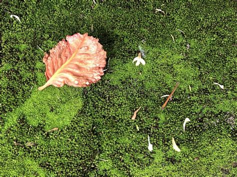 Red Leaf On Green Moss Stock Photo Image Of Fall November 16447920