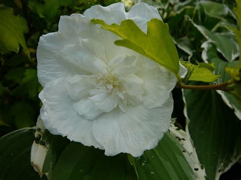 Hibiscus Syriacus White Chiffon Rose Of Sharon Kingsbrae Garden