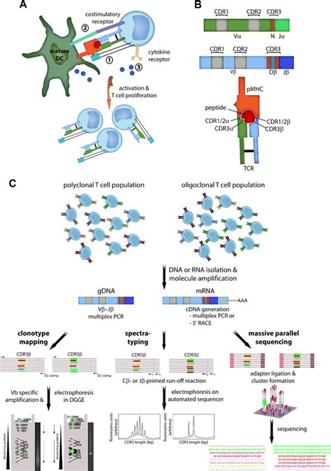 T Cell Clonal Expansion And Tcr Clonotype Analysis A For Na Ve T Cells