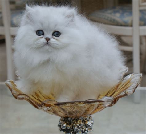 See more ideas about persian cat, cats, cats and kittens. Beautiful persian Chinchilla kittens for sale | Neath ...