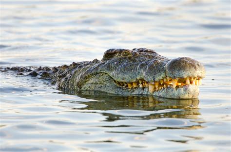 25 of the Most Dangerous Animals in the World