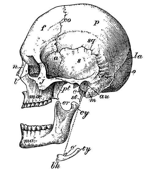 Vintage human anatomy print brain spine | zazzle.com. 6 Skull Images - Vintage Anatomy Clip Art - Bones - The Graphics Fairy