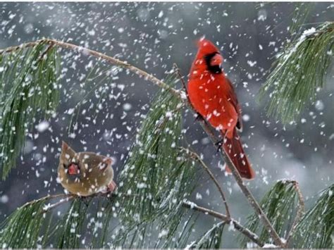 Winter Winter Scene Paintings Bird Wallpaper Winter Bird