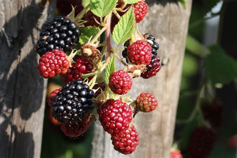 Over the time it has been ranked as high as 94 999 in the world, while most of its traffic comes from germany, where it. Baum und Strauch mit schwarzen Beeren: 19 Arten ...