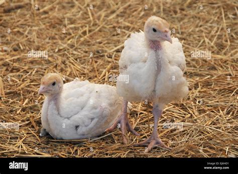 Baby White Turkey