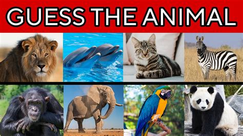 Guess 100 Animals In 3 Seconds Animal Quiz Youtube